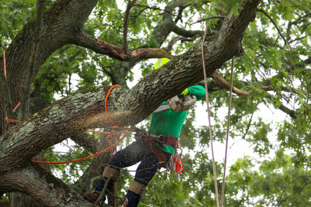 How Our Tree Care Process Works  in  Lithia Springs, GA