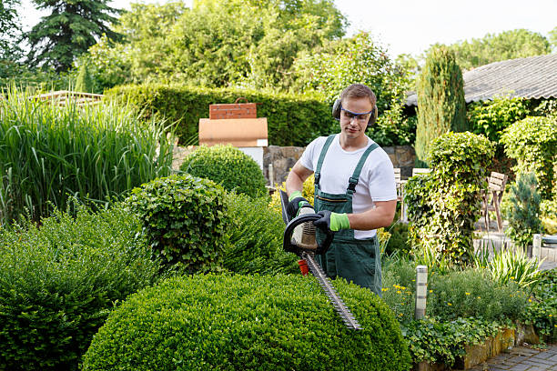 Organic Lawn Care Solutions