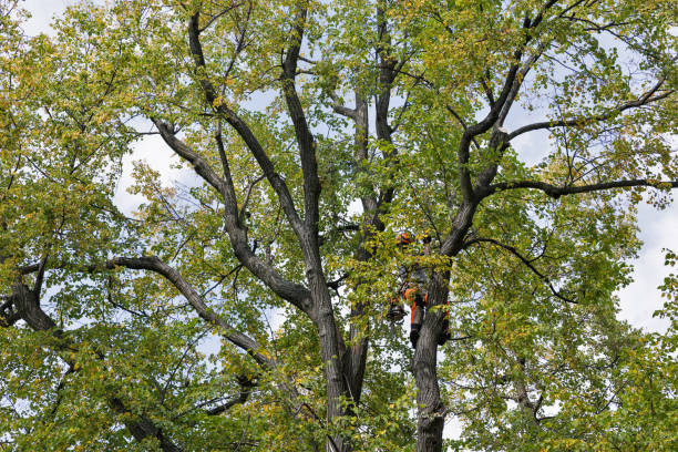 Reliable Lithia Springs, GA Tree Services Solutions